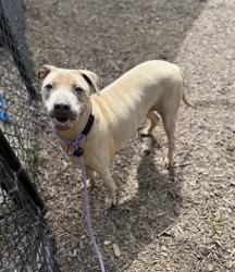 Shelter Stray Female Dog last seen , , GA, 3280 Chamblee Dunwoody Rd, Chamblee, GA 30341, USA