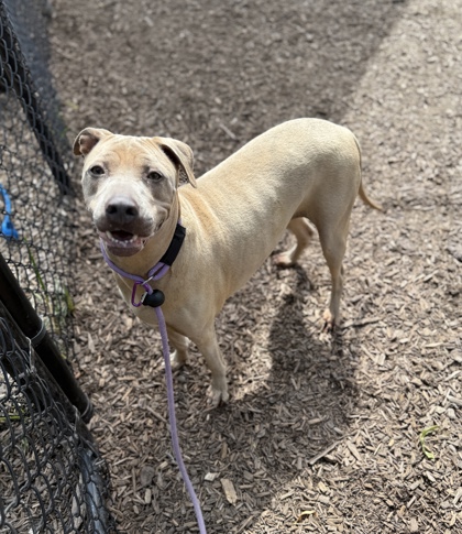 Shelter Stray Female Dog last seen , , GA, 3280 Chamblee Dunwoody Rd, Chamblee, GA 30341, USA