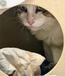 Shelter Stray Male Cat last seen Near Austin Drive, 30032, GA, 3280 Chamblee Dunwoody Rd, Chamblee, GA 30341, USA