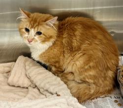 Shelter Stray Unknown Cat last seen Near Peachtree Boulevard 223, 30329, GA, 3280 Chamblee Dunwoody Rd, Chamblee, GA 30341, USA