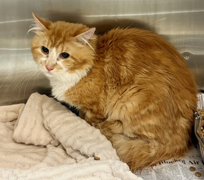 Shelter Stray Unknown Cat last seen Near Peachtree Boulevard 223, 30329, GA, 3280 Chamblee Dunwoody Rd, Chamblee, GA 30341, USA