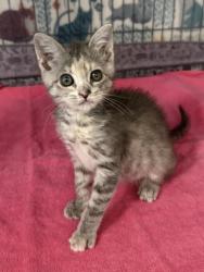 Shelter Stray Female Cat last seen Wells Fargo, Pamlico County, NC, 1639 Old Airport Rd, New Bern, NC 28562, USA