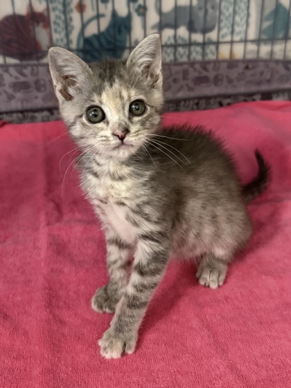 Shelter Stray Female Cat last seen Wells Fargo, Pamlico County, NC, 1639 Old Airport Rd, New Bern, NC 28562, USA
