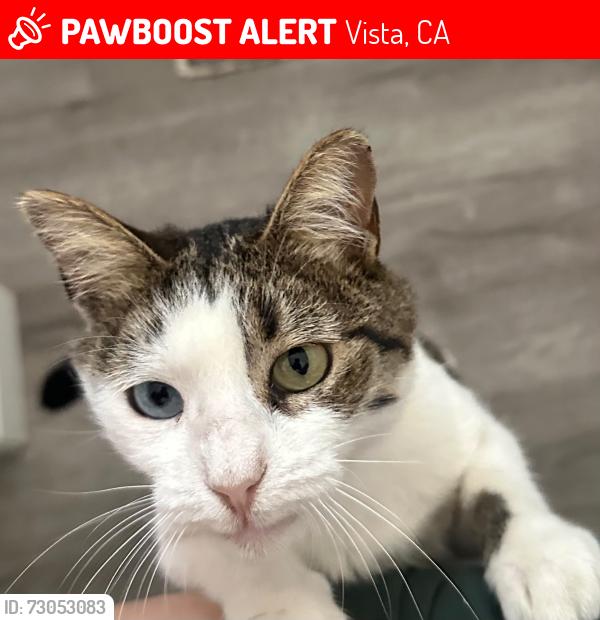 Lost Female Cat last seen Durian St, Vista, CA 92083