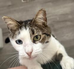 Lost Female Cat last seen Durian St, Vista, CA 92083