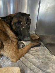 Shelter Stray Female Dog last seen Near S JENNINGS AVE, Central District, TX, 355 Hillshire Dr, Haslet, TX 76052, USA