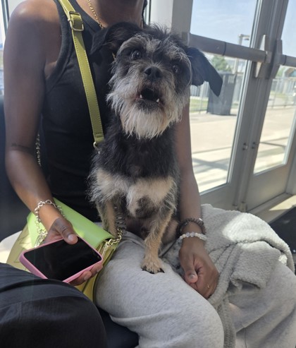 Shelter Stray Male Dog last seen , , TX, 355 Hillshire Dr, Haslet, TX 76052, USA