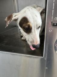 Shelter Stray Male Dog last seen , , TX, 355 Hillshire Dr, Haslet, TX 76052, USA