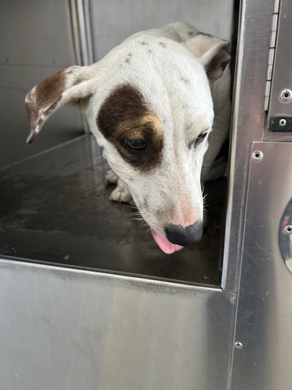 Shelter Stray Male Dog last seen , , TX, 355 Hillshire Dr, Haslet, TX 76052, USA