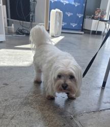 Shelter Stray Male Dog last seen Near Cottontail Dr, North District, TX, 355 Hillshire Dr, Haslet, TX 76052, USA