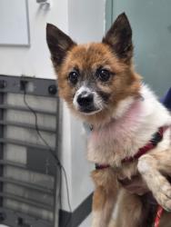 Shelter Stray Female Dog last seen 18th Street Peralta Market, Oakland, CA, 1101 29th Ave, Oakland, CA 94601, USA