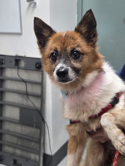 Shelter Stray Female Dog last seen 18th Street Peralta Market, Oakland, CA, 1101 29th Ave, Oakland, CA 94601, USA