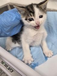 Shelter Stray Male Cat last seen , , CA, 1101 29th Ave, Oakland, CA 94601, USA