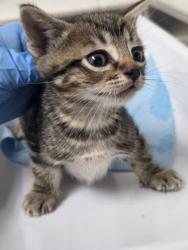 Shelter Stray Male Cat last seen , , CA, 1101 29th Ave, Oakland, CA 94601, USA