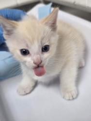 Shelter Stray Female Cat last seen , , CA, 1101 29th Ave, Oakland, CA 94601, USA