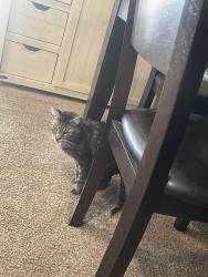 Lost Female Cat last seen Cuenca Drive, Mission Viejo, CA 92692