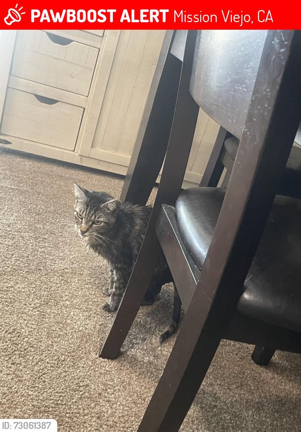 Lost Female Cat last seen Cuenca Drive, Mission Viejo, CA 92692