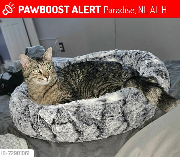 Lost Male Cat last seen Topsail Road & Trails End intersection, Paradise, NL A1L 1H3