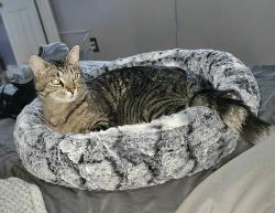 Lost Male Cat last seen Topsail Road & Trails End intersection, Paradise, NL A1L 1H3
