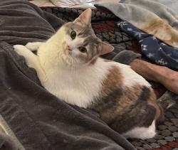 Lost Female Cat last seen Harding Ave. & 9th St., Cañon City, CO 81212