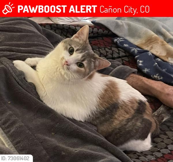 Lost Female Cat last seen Harding Ave. & 9th St., Cañon City, CO 81212