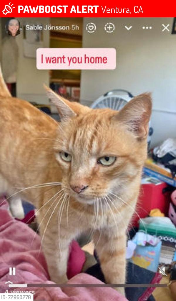Lost Male Cat last seen Montebello Avenue and Hollister St Ventura CA, Ventura, CA 93004