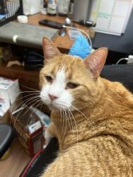 Lost Male Cat last seen Smokey hill. Chambers, Aurora, CO 80015