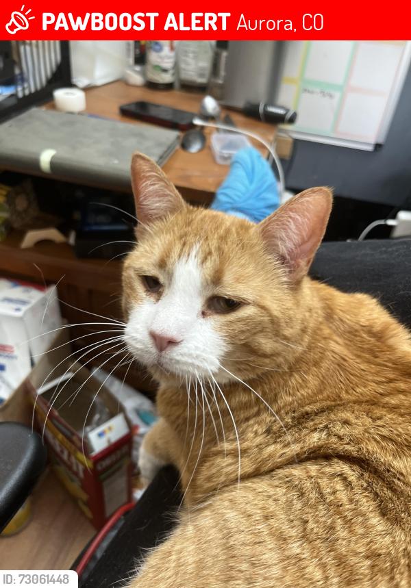 Lost Male Cat last seen Smokey hill. Chambers, Aurora, CO 80015