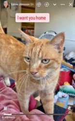 Lost Male Cat last seen Montebello Avenue and Hollister St Ventura CA, Ventura, CA 93004