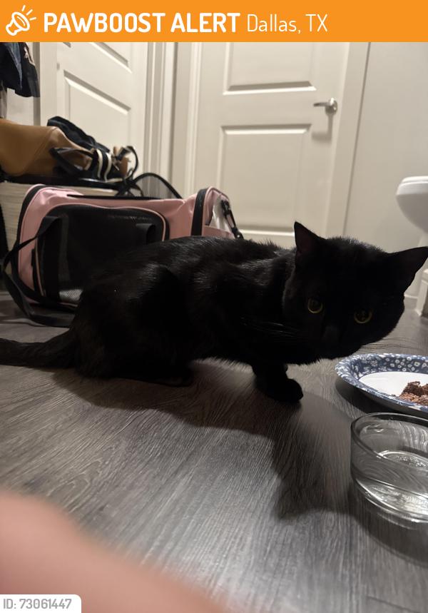 Found/Stray Male Cat last seen Galleria mall, Dallas, TX 75240