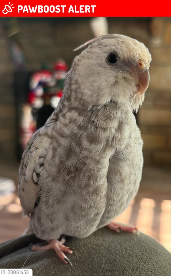 Lost Female Bird last seen Hays road Pittsburgh pa 15241, Upper St. Clair Township, PA 15317