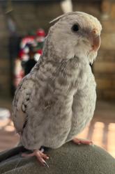 Lost Female Bird last seen Hays road Pittsburgh pa 15241, Upper St. Clair Township, PA 15317