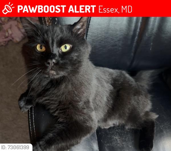 Lost Male Cat last seen Cape May Road, Essex, MD 21221