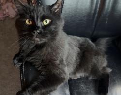 Lost Male Cat last seen Cape May Road, Essex, MD 21221