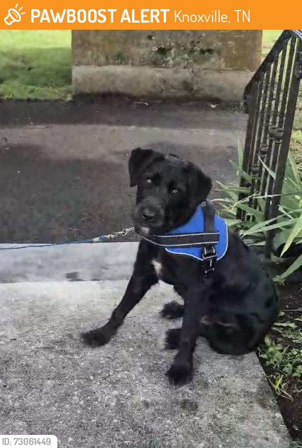 Found/Stray Male Dog last seen Asbury road, Knoxville, TN 37914