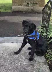 Found/Stray Male Dog last seen Asbury road, Knoxville, TN 37914