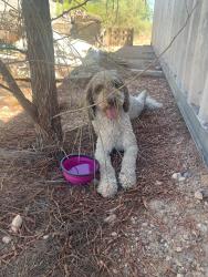 Found/Stray Male Dog last seen Arville and west ford Ave, Enterprise, NV 89139