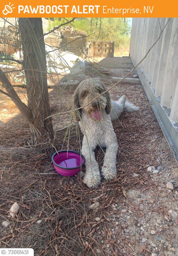 Found/Stray Male Dog last seen Arville and west ford Ave, Enterprise, NV 89139