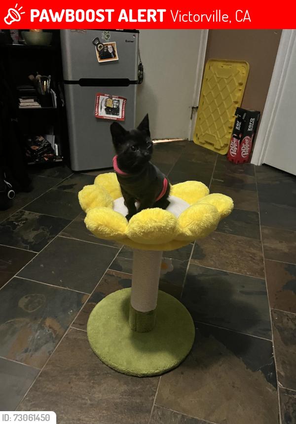 Lost Female Cat last seen Odell Lane, Manning St, Deerfield St, Victorville, CA 92394