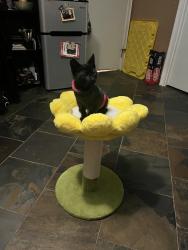 Lost Female Cat last seen Odell Lane, Manning St, Deerfield St, Victorville, CA 92394