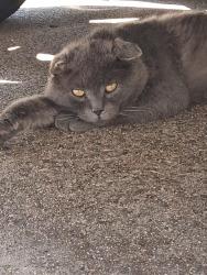 Found/Stray Unknown Cat last seen Diamond Lake neighborhood, Minneapolis, MN 55417