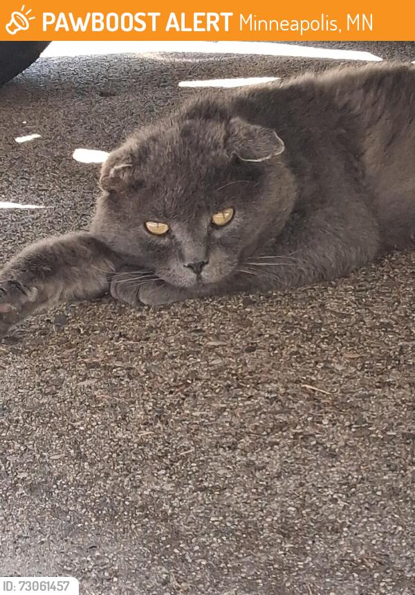 Found/Stray Unknown Cat last seen Diamond Lake neighborhood, Minneapolis, MN 55417