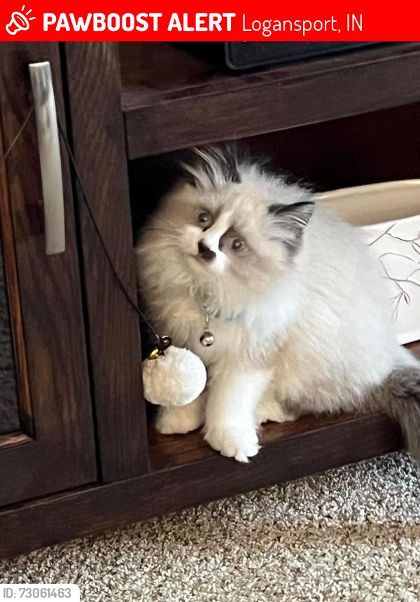 Lost Male Cat last seen Logansport high school, Logansport, IN 46947