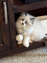 Lost Male Cat last seen Logansport high school, Logansport, IN 46947