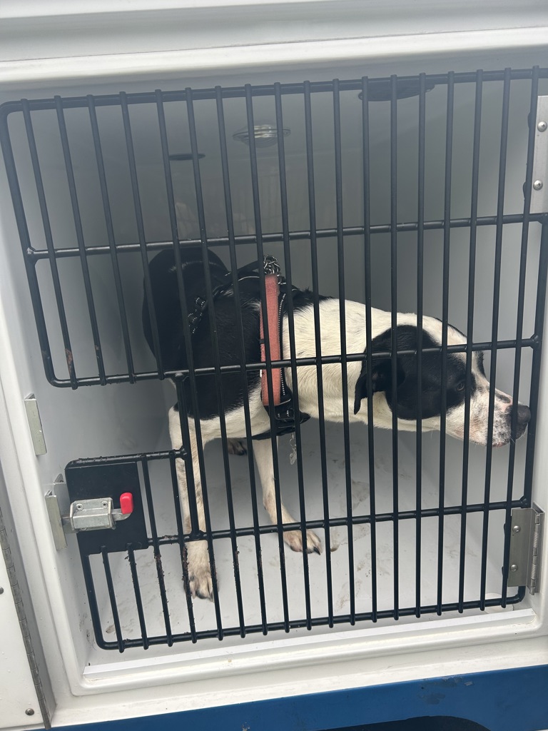 Shelter Stray Male Dog last seen Near Aragon Drive, VIRGINIA BEACH, VA, 23455, 341 S Birdneck Rd, Virginia Beach, VA 23451, USA