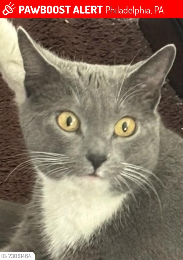 Lost Female Cat last seen Wessex Lane & West Crown, Philadelphia, PA 19114