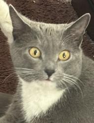 Lost Female Cat last seen Wessex Lane & West Crown, Philadelphia, PA 19114