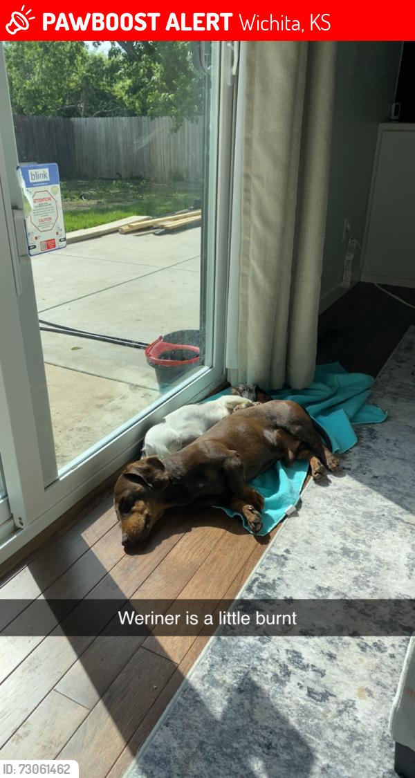 Lost Male Dog last seen Near Cypress street Witchta, Wichita, KS 67207