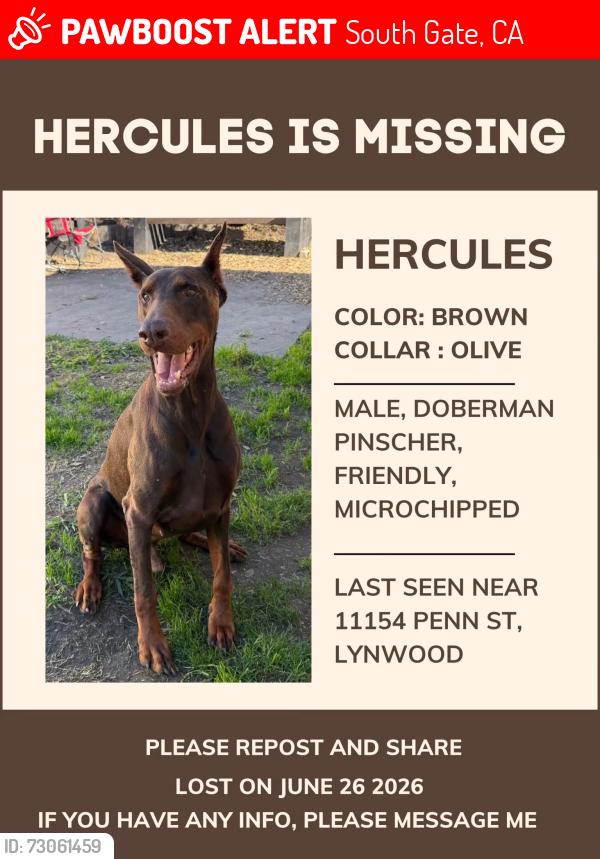 Lost Male Dog last seen Tweedy blvd and Alexander ave, South Gate, CA 90280
