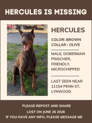 Lost Male Dog last seen Tweedy blvd and Alexander ave, South Gate, CA 90280